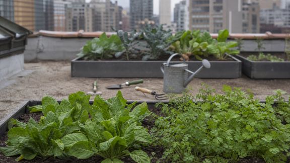 Microfermes urbaines : comment la ville cultive nos assiettes